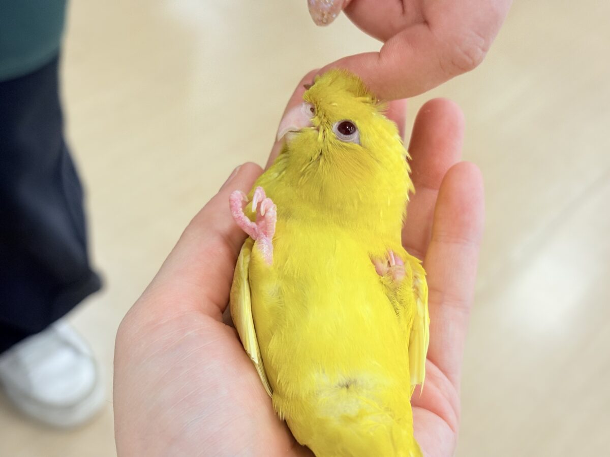 サザナミインコ