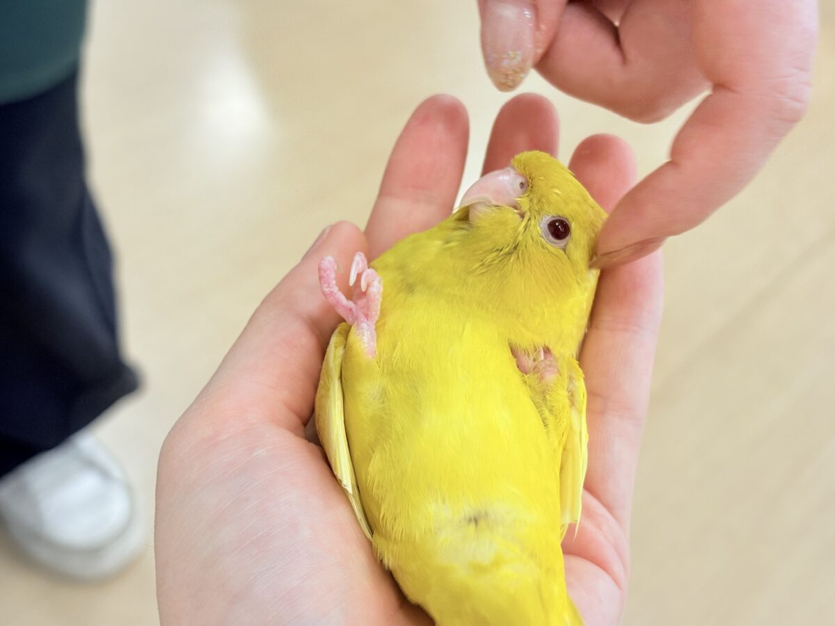 サザナミインコ