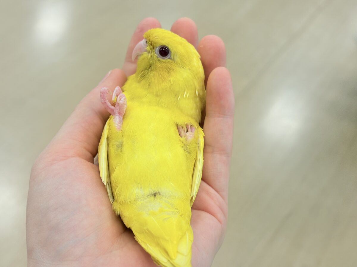 サザナミインコ