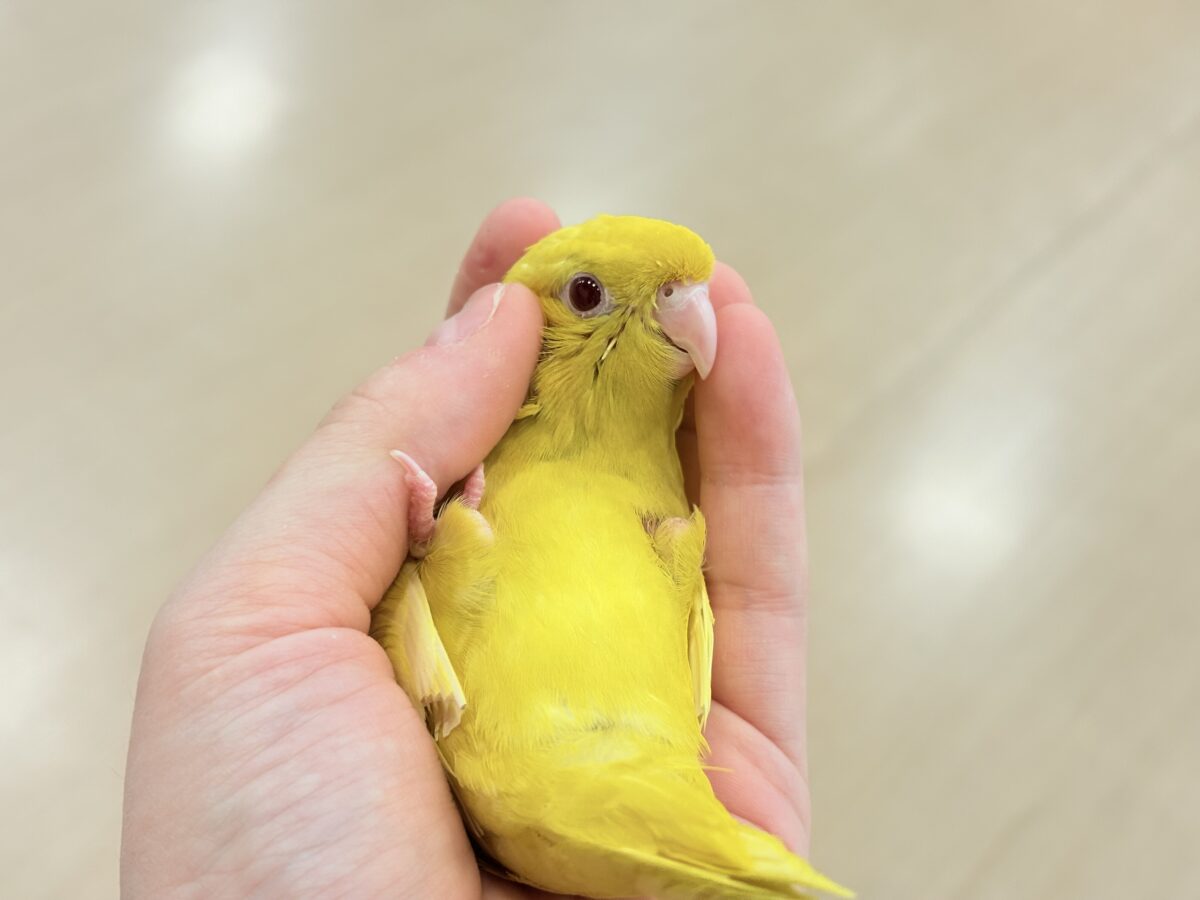 サザナミインコ