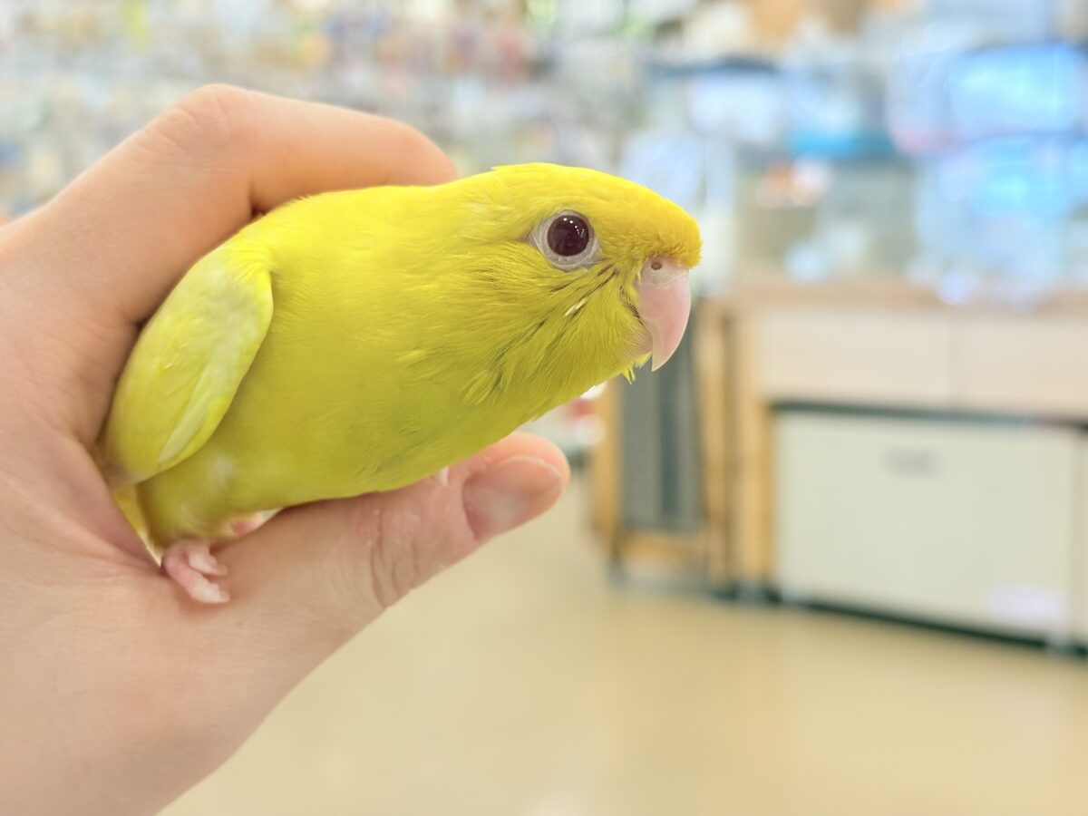 サザナミインコ