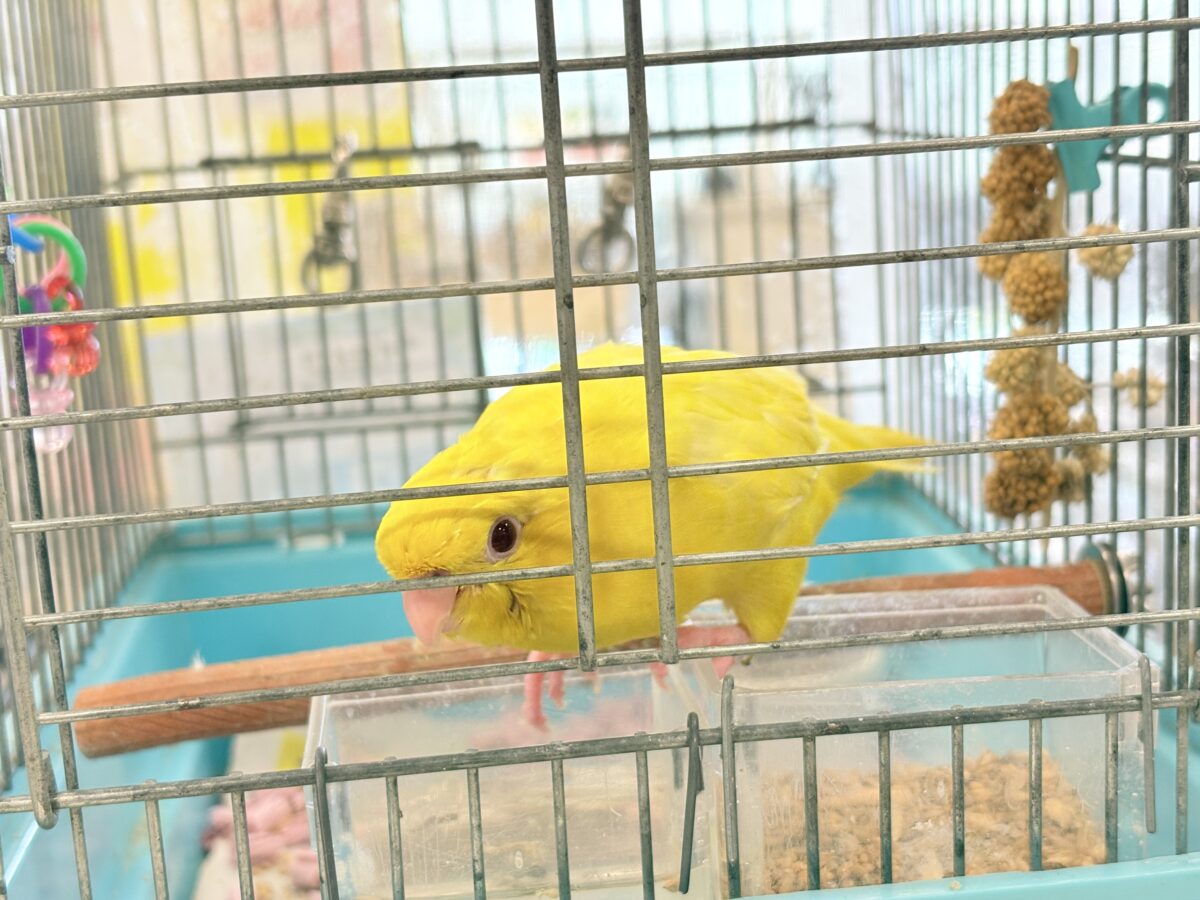 サザナミインコ