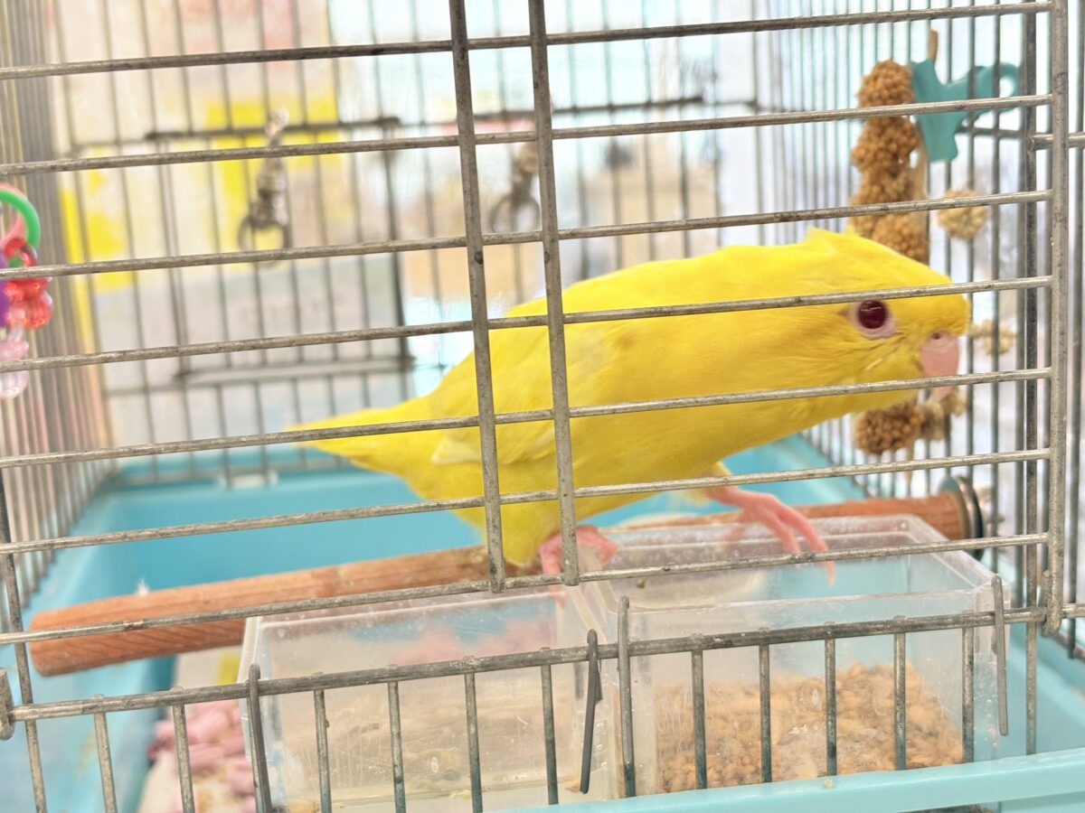 サザナミインコ