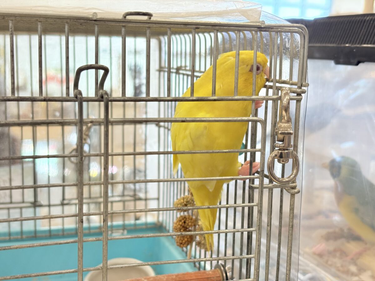 サザナミインコ