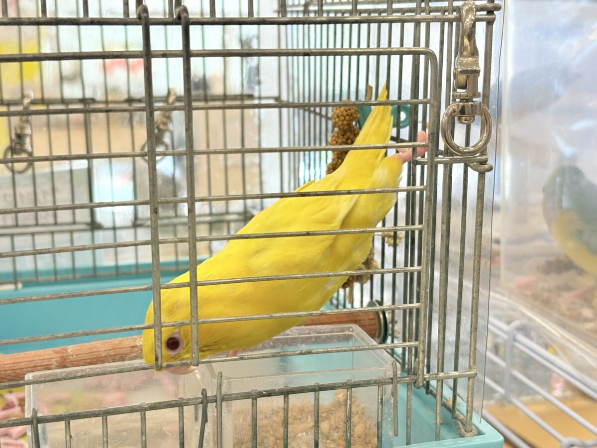 サザナミインコ