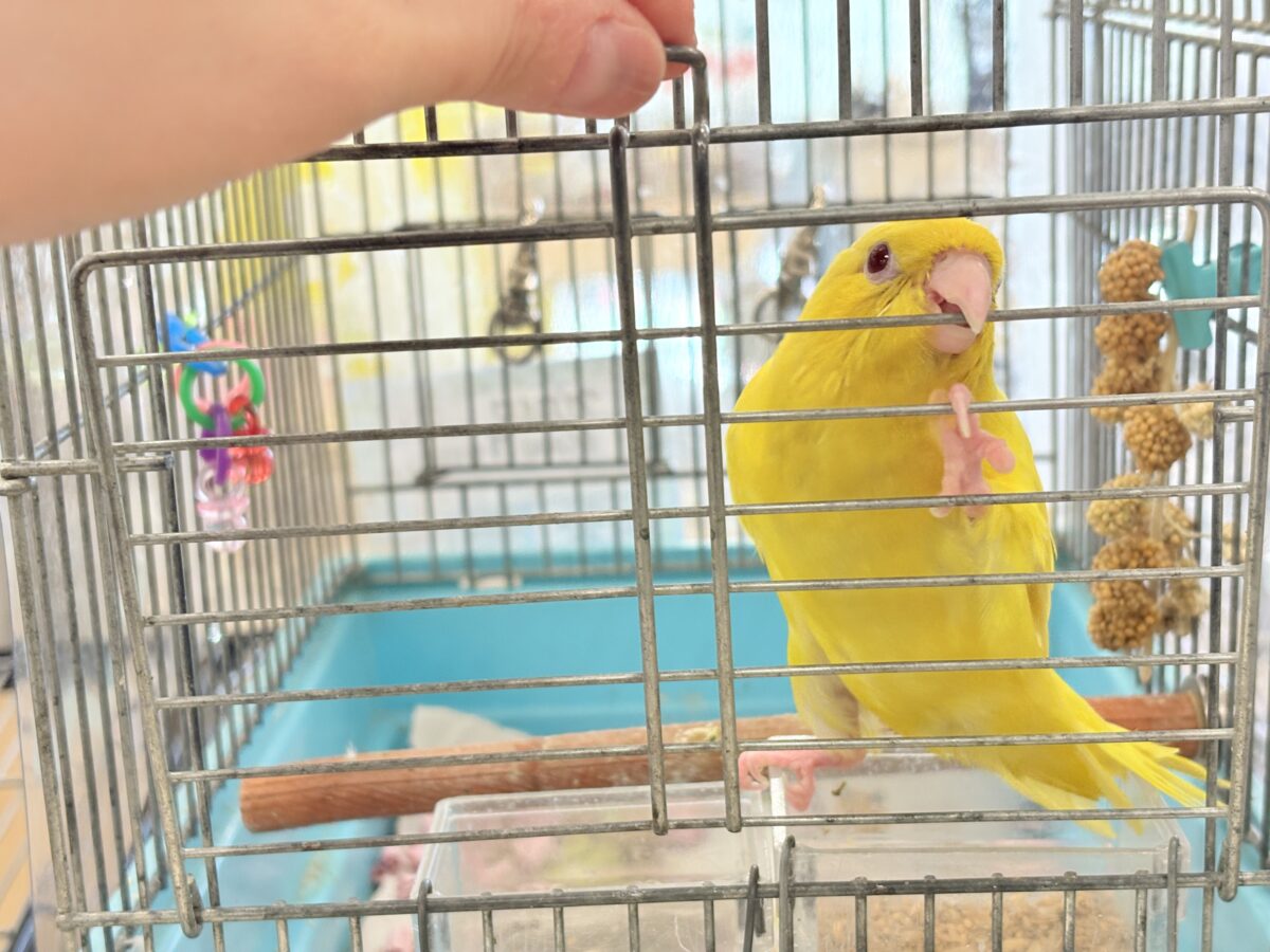 サザナミインコ