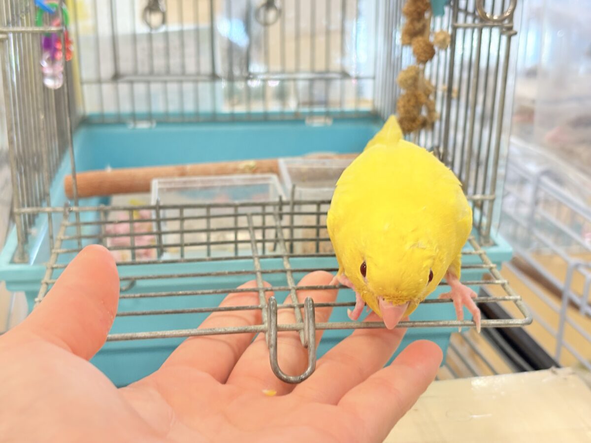サザナミインコ