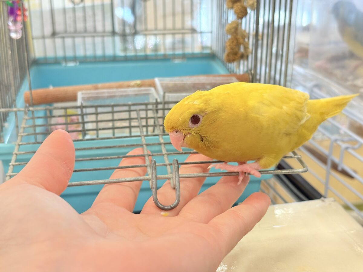 サザナミインコ