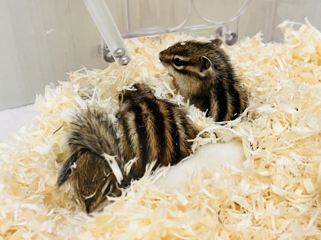 シマリス（ノーマル）