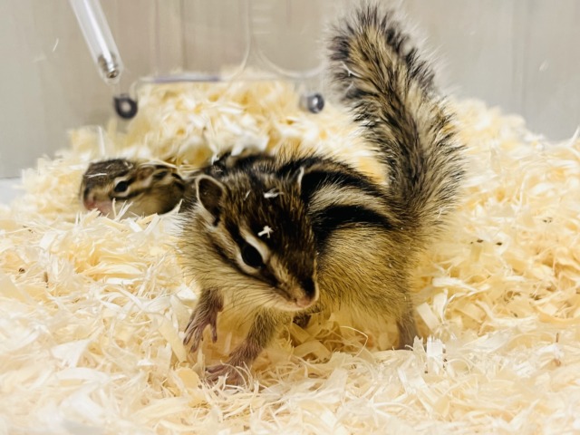 春ですよ!!🌸今年もやってきた!🐿️シマリスの男の子♡ シマリス(ノーマル)