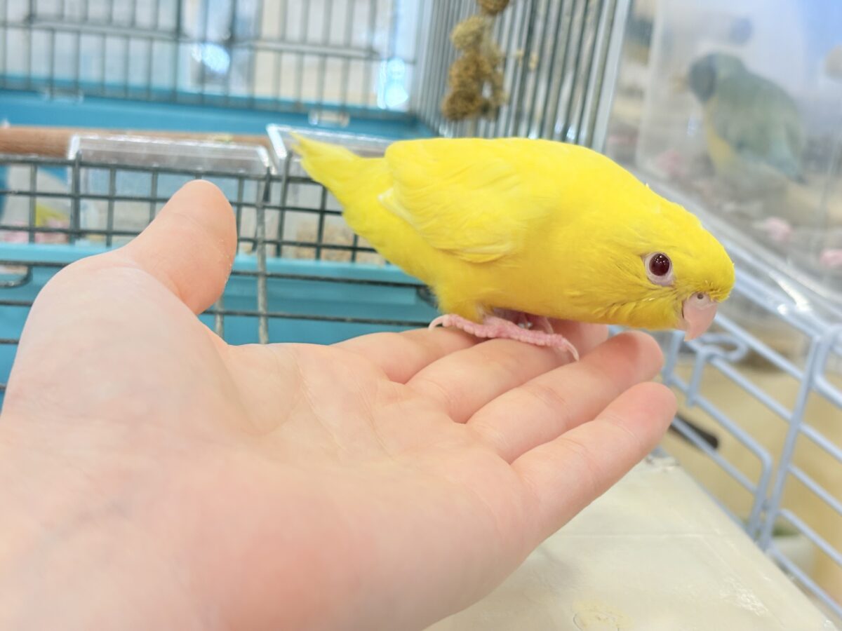 サザナミインコ