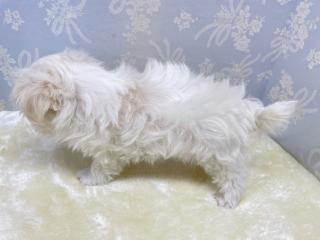 マルチーズ