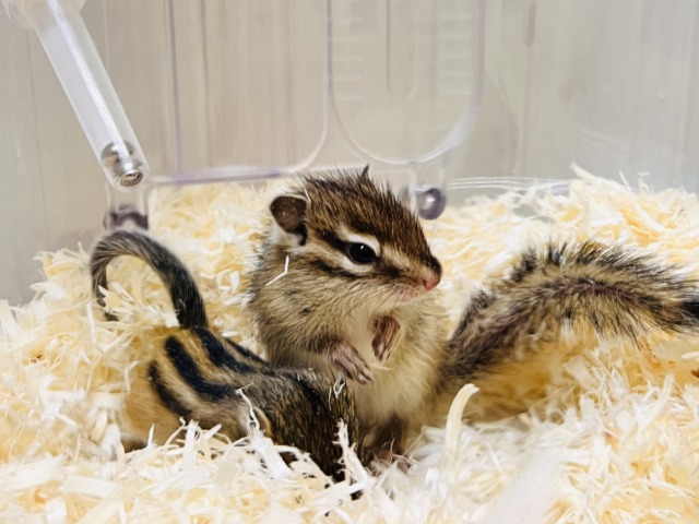 春ですよ!!🌸今年もやってきた!🐿️シマリスの男の子♡ シマリス(ノーマル)