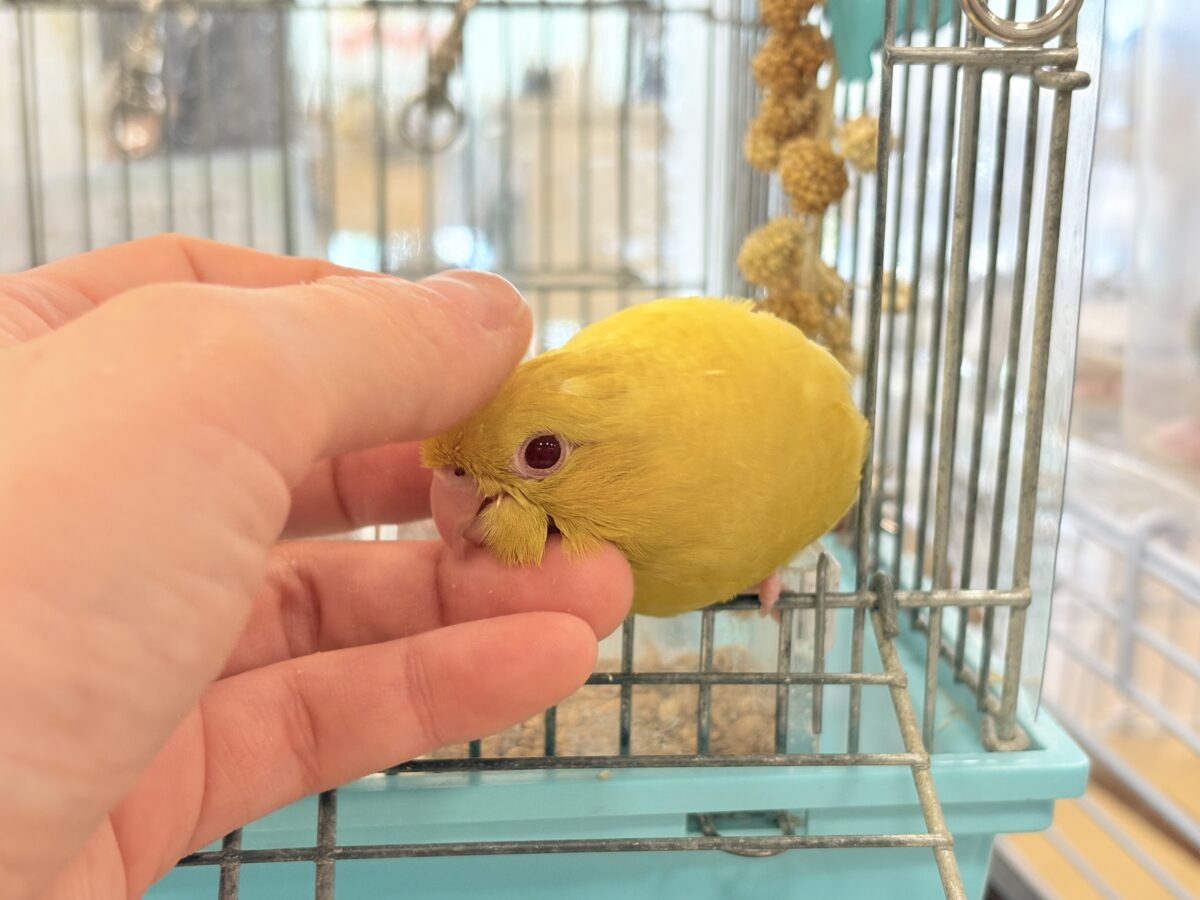 サザナミインコ