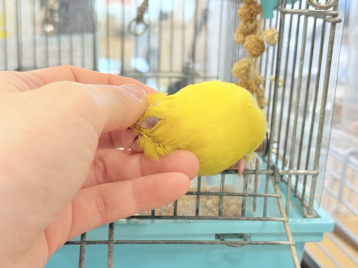 サザナミインコ