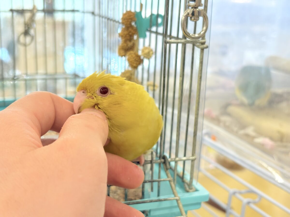 サザナミインコ