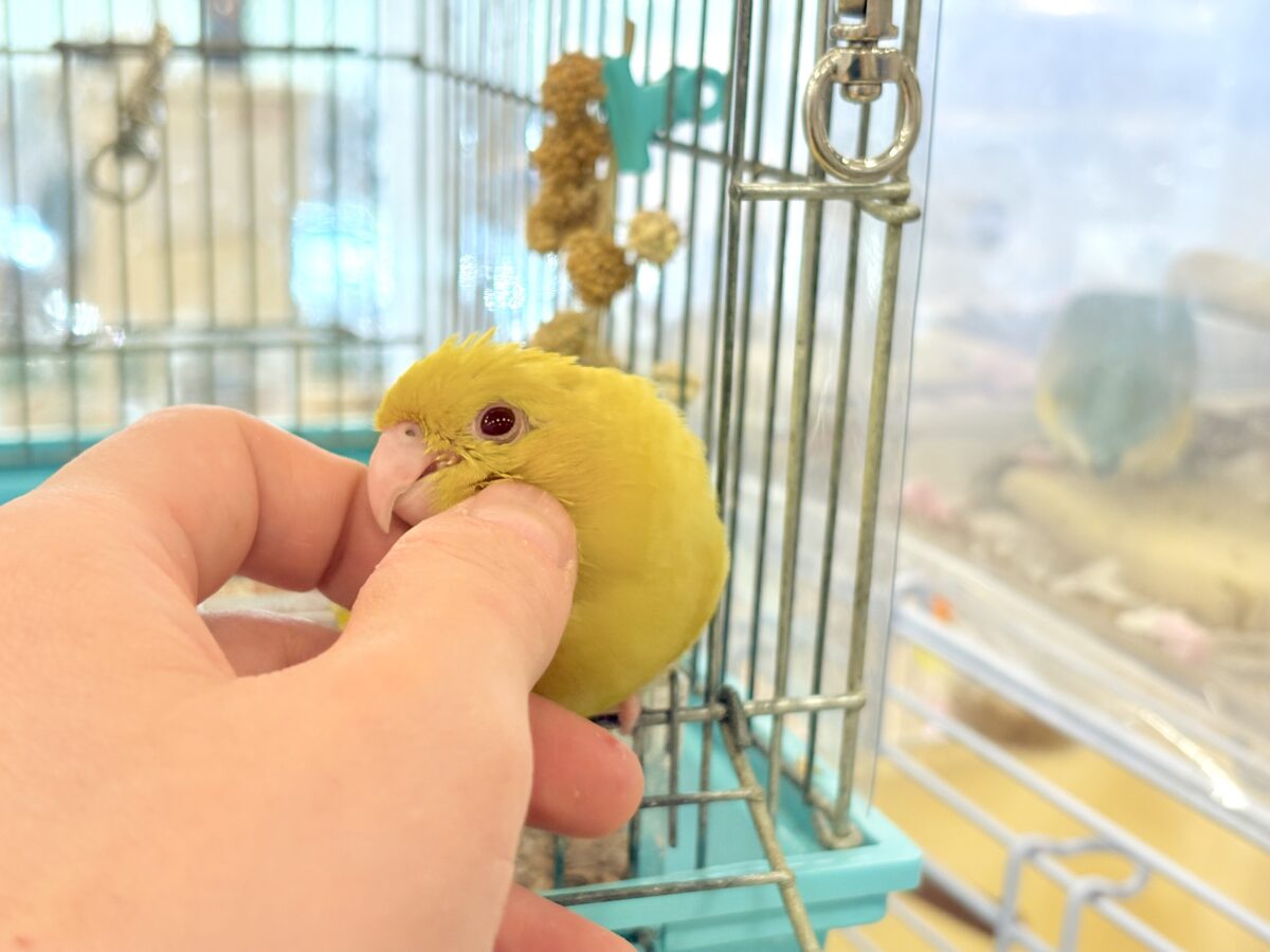 サザナミインコ
