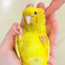 【最新画像更新🪄ひとり餌‪になりました☆】特徴的な歌声です~♩♩サザナミインコ(ルチノー) ヒナ