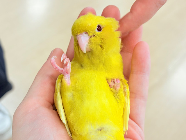 【最新画像更新🪄ひとり餌‪になりました☆】特徴的な歌声です~♩♩サザナミインコ(ルチノー) ヒナ