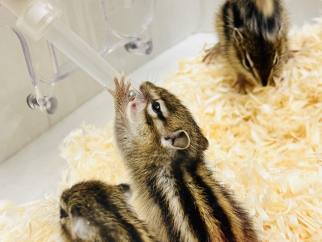 春ですよ!!🌸今年もやってきた!🐿️シマリスの男の子♡ シマリス(ノーマル)