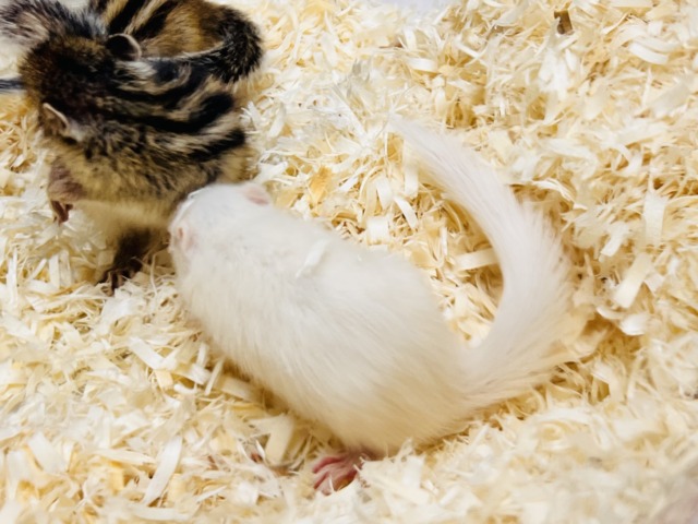 アルビノシマリス