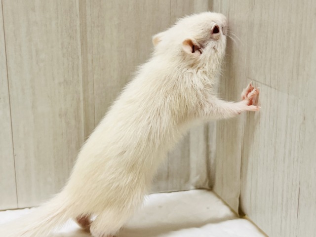 アルビノシマリス