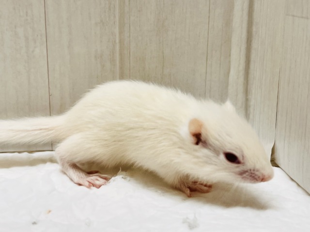 アルビノシマリス