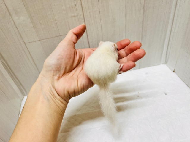 アルビノシマリス