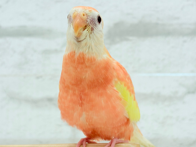 【最新画像更新🪄】透明感たっぷり♡高嶺の存在感🌷アキクサインコ(ルビノー) ヒナ