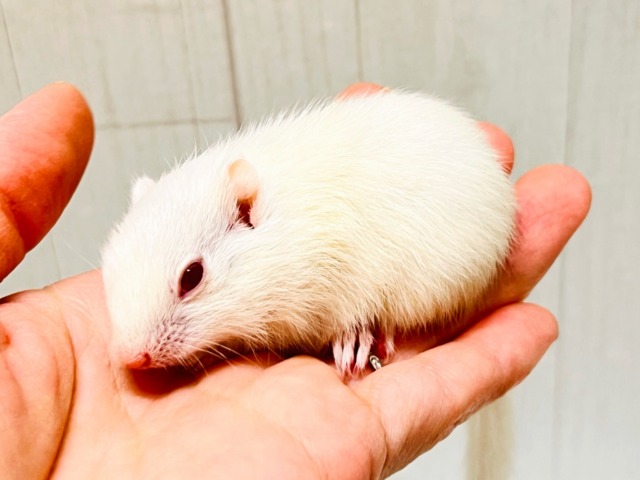 貴方に全てを委ねます♡激レア‼︎👀アルビノシマリスの男の子💙