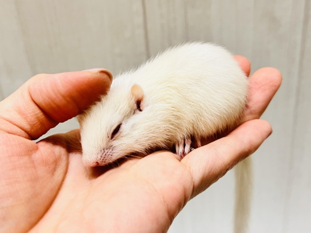 アルビノシマリス