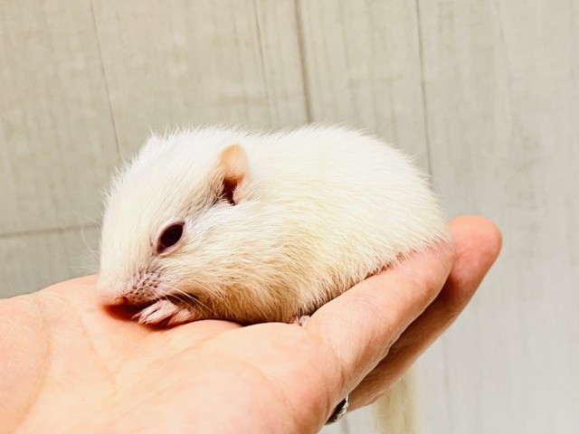 アルビノシマリス