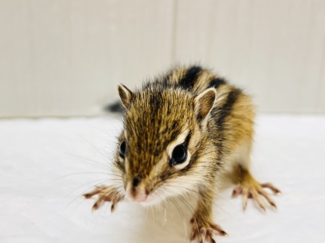春ですよ！！🌸今年もやってきた！🐿️シマリスの男の子♡