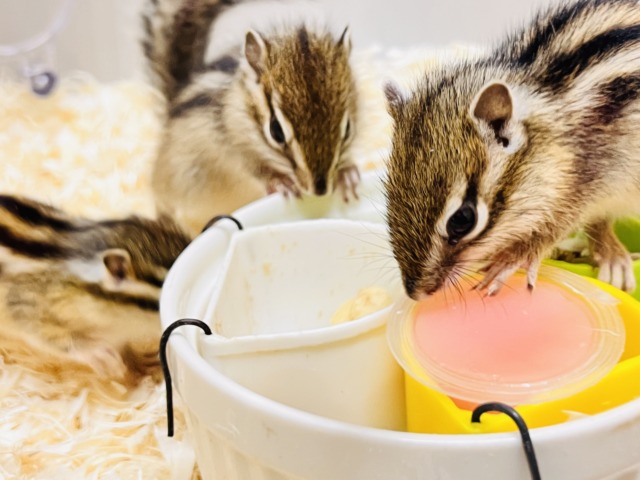 シマリス（ノーマル）