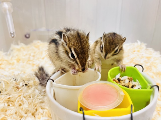 春ですよ!!🌸今年もやってきた!🐿️シマリスの男の子♡ シマリス(ノーマル)