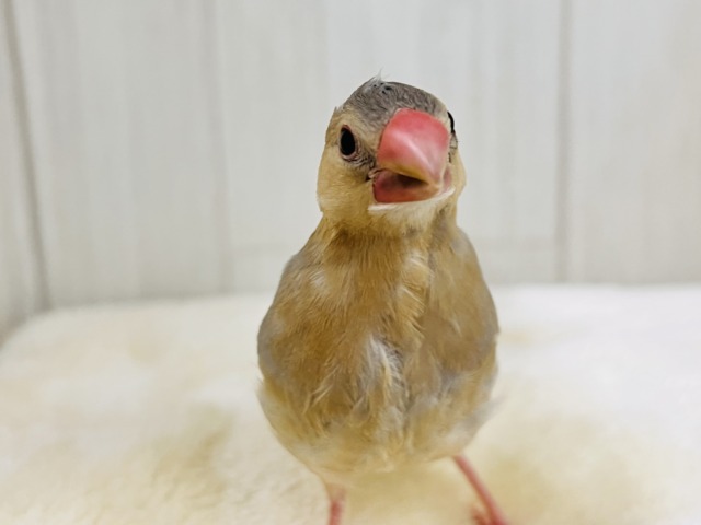 どんな姿に生まれ変わるの？🥰激レアなパステル文鳥〜❤️