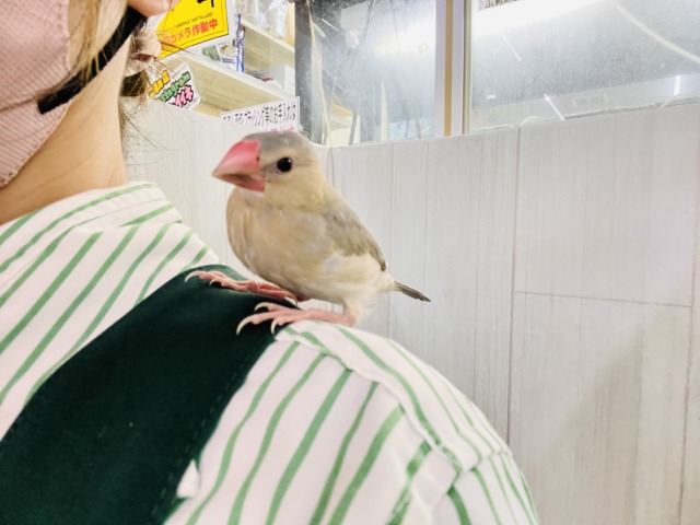 パステル文鳥