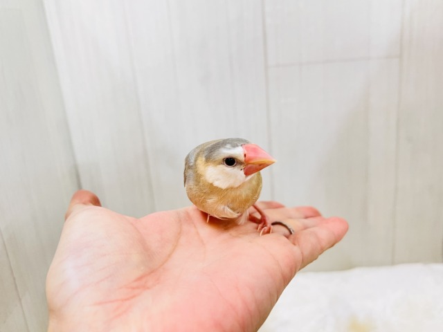 パステル文鳥