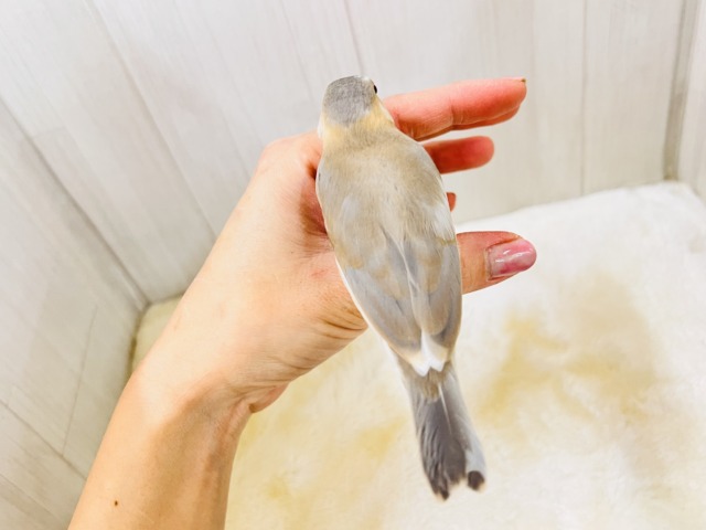 パステル文鳥