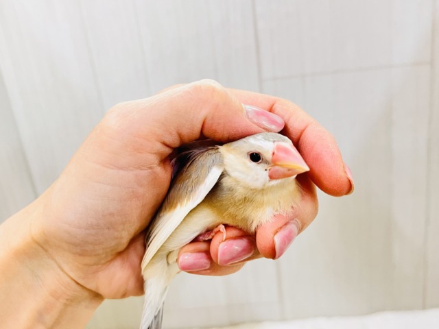 パステル文鳥
