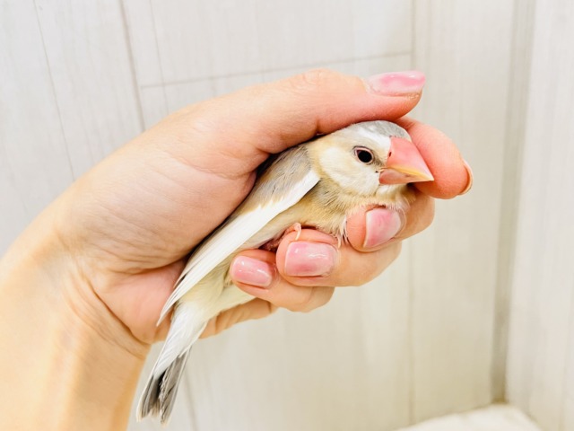 べたなれだよ♡生クリームついちゃった？パステル文鳥