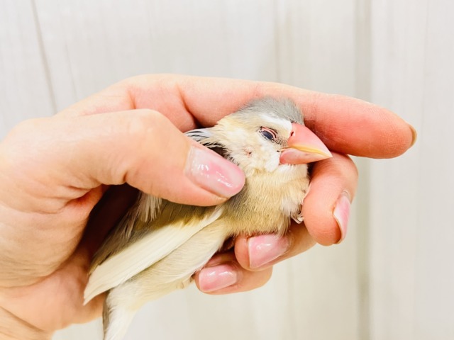 パステル文鳥