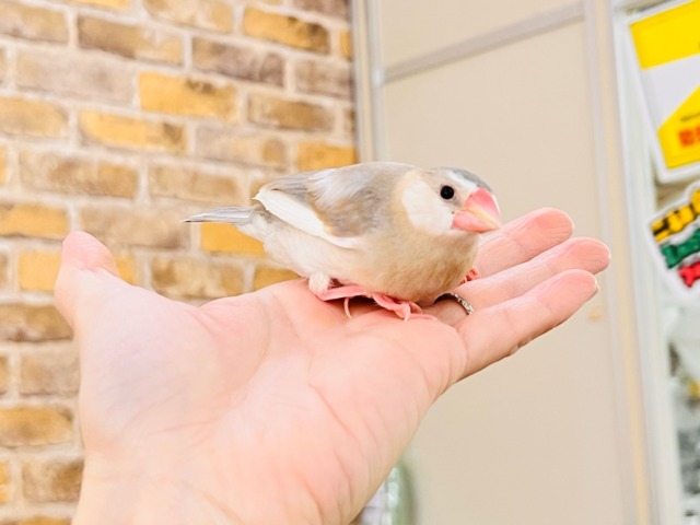 パステル文鳥