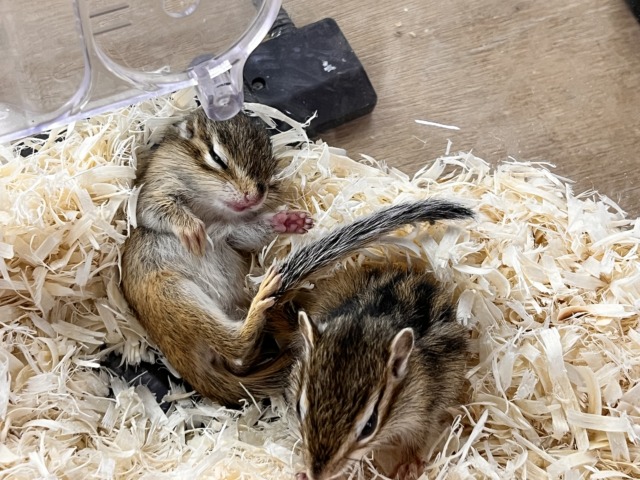 シマリス（ノーマル）