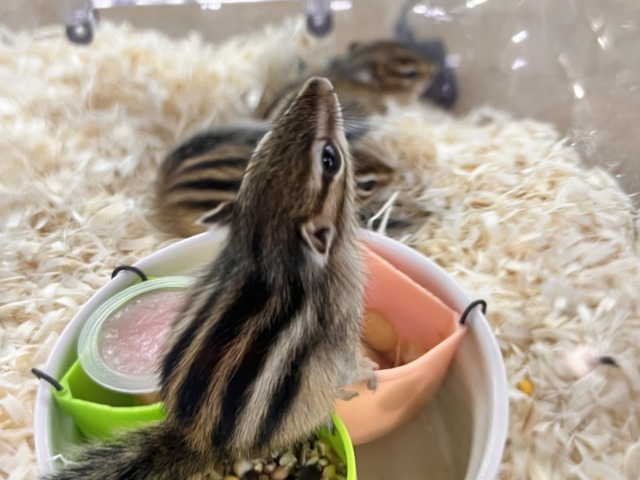 シマリス（ノーマル）