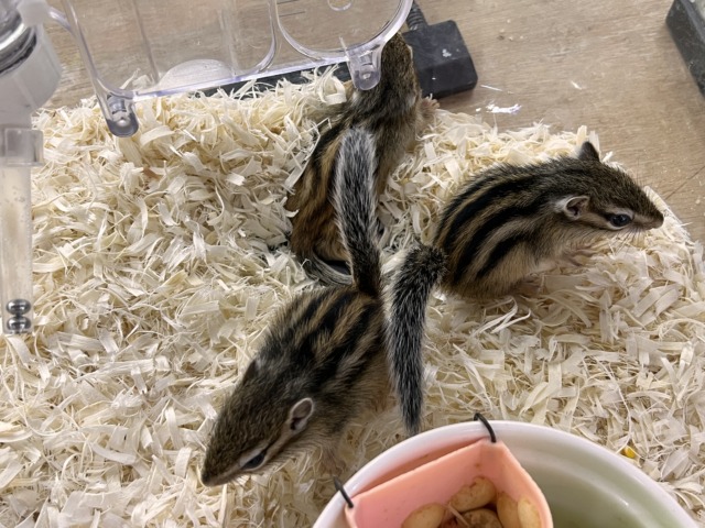 シマリス（ノーマル）