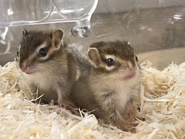 ｷｭﾝｷｭﾝ♡今年もこの時期が！シマリスベビーの女の子♡