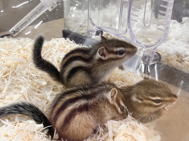 シマリス（ノーマル）