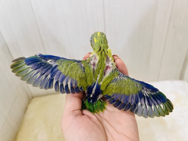 画像更新☆グリーンハート💚ガオガオ☆マメルリハ(グリーンパイド)の男の子‼︎ マメルリハ