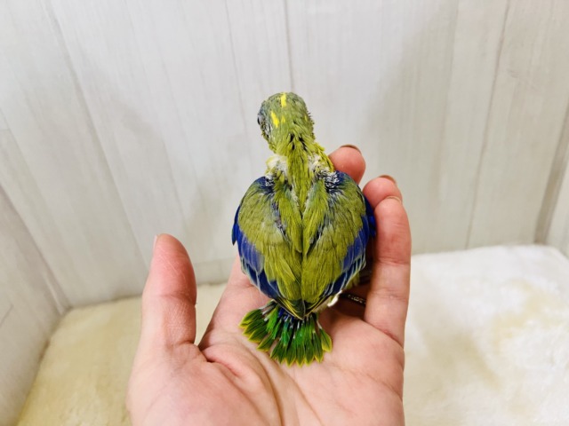 画像更新☆グリーンハート💚ガオガオ☆マメルリハ(グリーンパイド)の男の子‼︎ マメルリハ